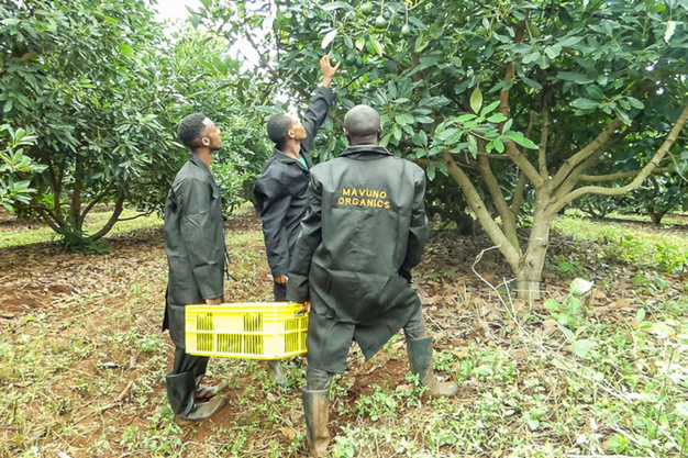 Kenya avocado season