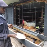 AI Tools for Farming in Kenya Help Young Graduates