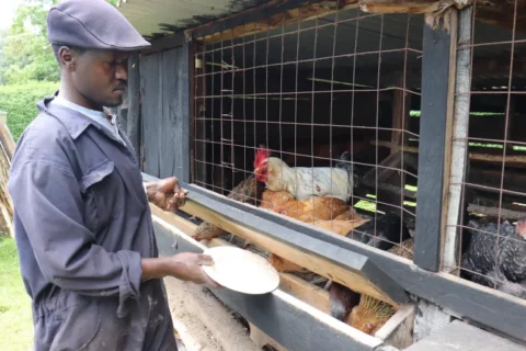 AI Tools for Farming in Kenya Help Young Graduates