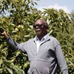 Retired Teacher in Molo Finds Success in Avocado Farming After Switching from Wheat and Potatoes