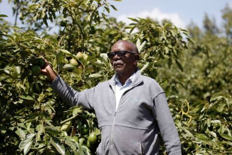 Retired Teacher in Molo Finds Success in Avocado Farming After Switching from Wheat and Potatoes
