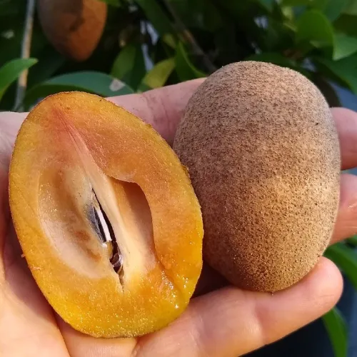 Sapodilla fruit farming in kenya