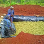 Silage Production for Dairy Farmers in Laikipia