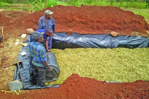 Silage Production for Dairy Farmers in Laikipia