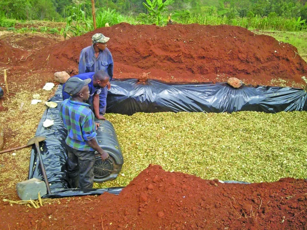 Silage Production for Dairy Farmers in Laikipia