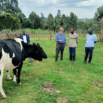 Smallholder Dairy Systems Transformation in Kenya