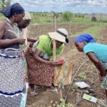 Smallholder farmer credit access