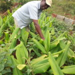 Turmeric Value Chain Project in Kenya Targets 800,000 Farmers with Multi-Billion Agro-Industrial Plan