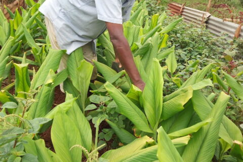 Turmeric Value Chain Project in Kenya Targets 800,000 Farmers with Multi-Billion Agro-Industrial Plan