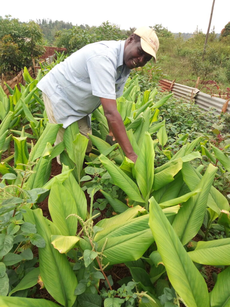 Turmeric Value Chain Project in Kenya Targets 800,000 Farmers with Multi-Billion Agro-Industrial Plan