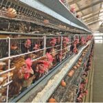 Urban Poultry Farming in Kisumu Kenya