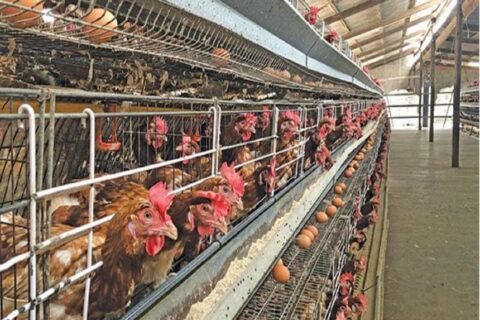 Urban Poultry Farming in Kisumu Kenya