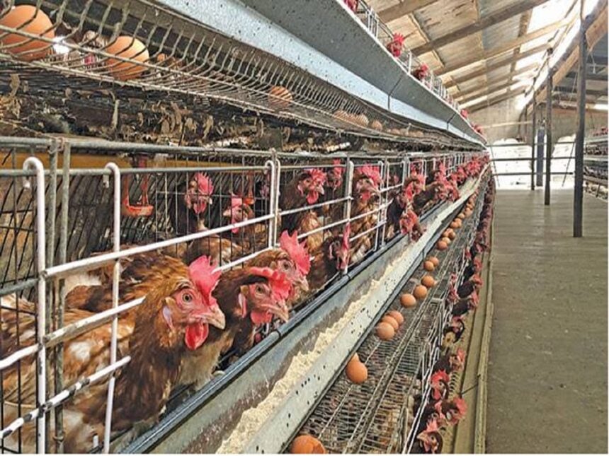 Urban Poultry Farming in Kisumu Kenya Turns Small Backyard into Big Opportunity for Manyatta Farmer 1 Urban Poultry Farming in Kisumu Kenya