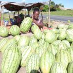Watermelon farming in drought-prone Mwingi