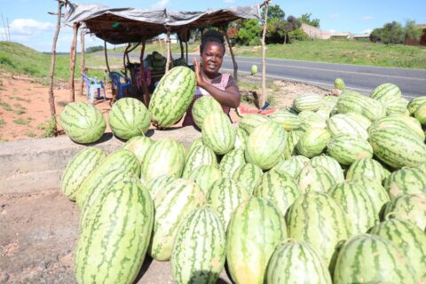 Watermelon farming in drought-prone Mwingi