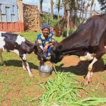 Women Dairy Farmers Credit Access in Kenya Blocked by Collateral Limits