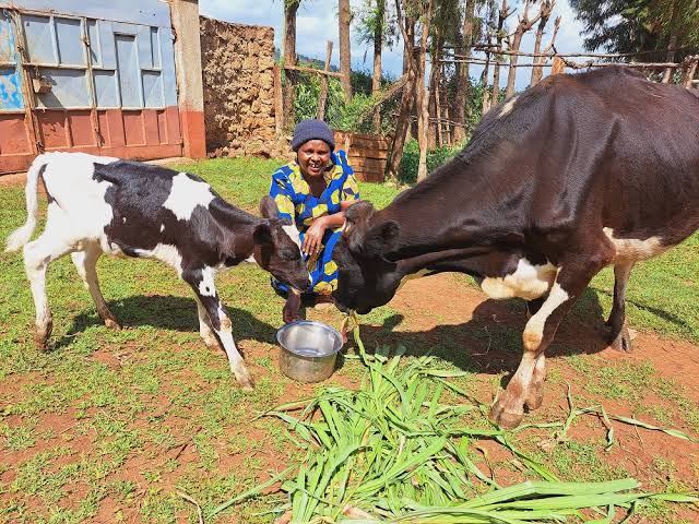 Women Dairy Farmers Credit Access in Kenya Blocked by Collateral Limits
