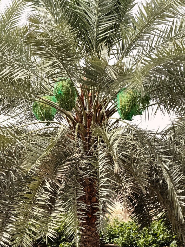 Mature date palm tree in a dates farming in Kenya orchard showing healthy fronds and fruit cluster
