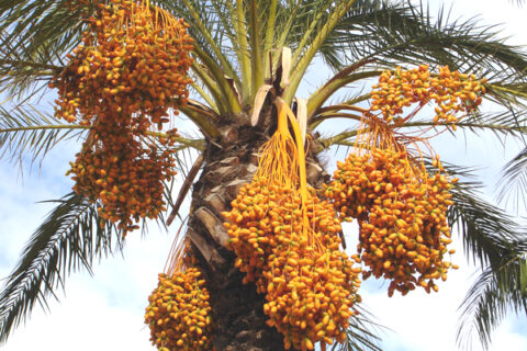 Date palm ready for harvest showing mature fruit bunches in a dates farming in Kenya orchard.