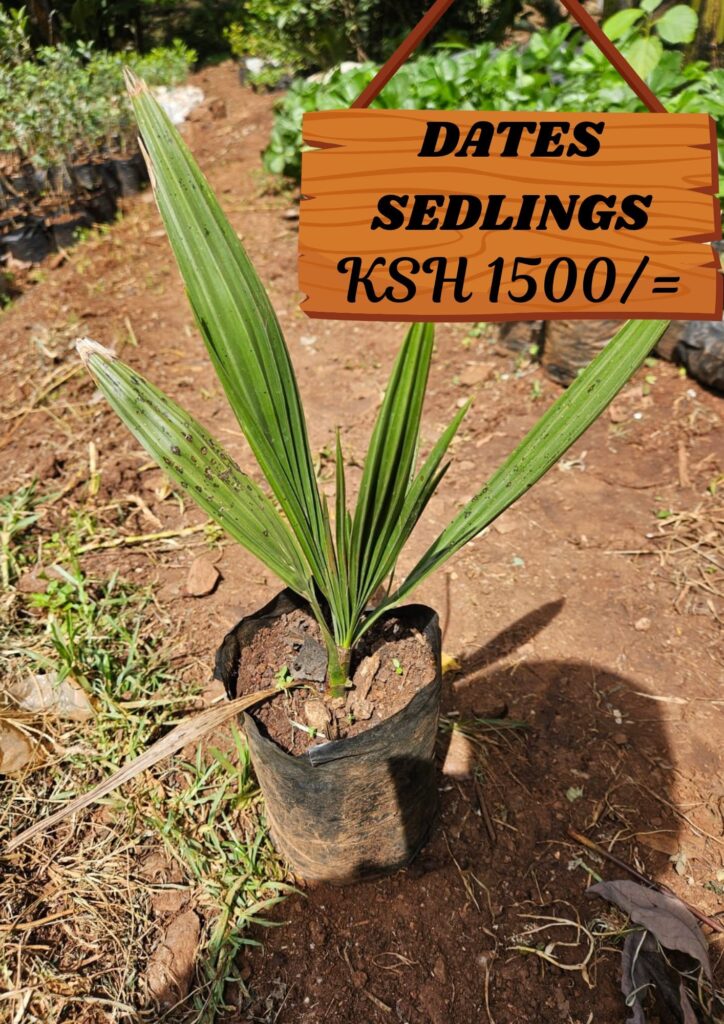 A Date Seedlings as Advertised on Farmers Trend Facebook Page