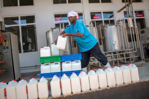 Kenya Is Now Leading Milk Producer in Africa After Overtaking Egypt with 5.4 Billion Litres