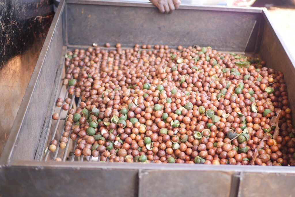 Macadamia Export Ban Review in Kenya