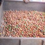 Macadamia Export Ban Review in Kenya