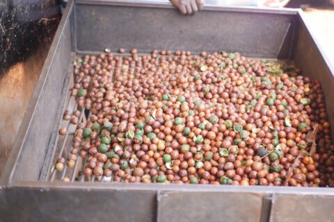 Macadamia Export Ban Review in Kenya