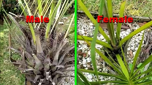 male and female date plants