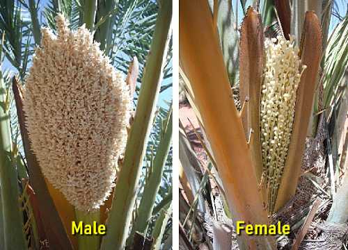 male and female date flowers