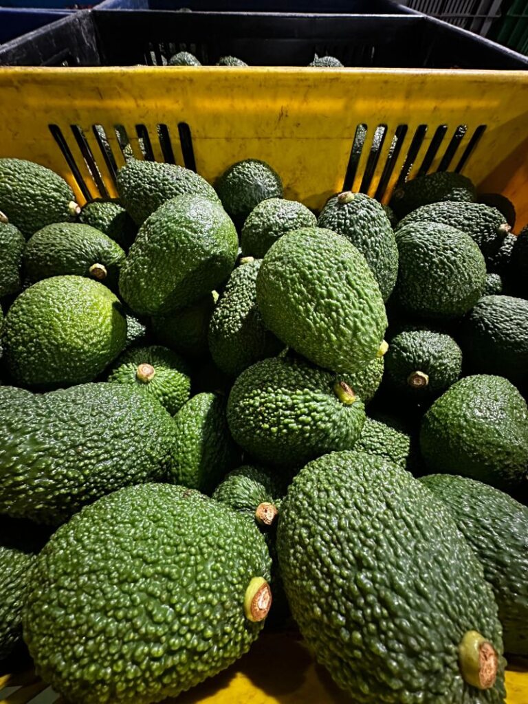 Kenya Avocado Export Requirements: 6 Rules Every Farmer Must Meet Before Exporting