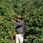Agroecology Farming in Kenya: Ex-MP Replaces Chemicals with Rabbit Urine and Neem on 60-Acre Farm