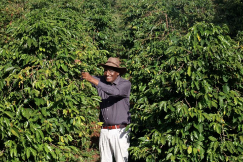 Agroecology Farming in Kenya: Ex-MP Replaces Chemicals with Rabbit Urine and Neem on 60-Acre Farm