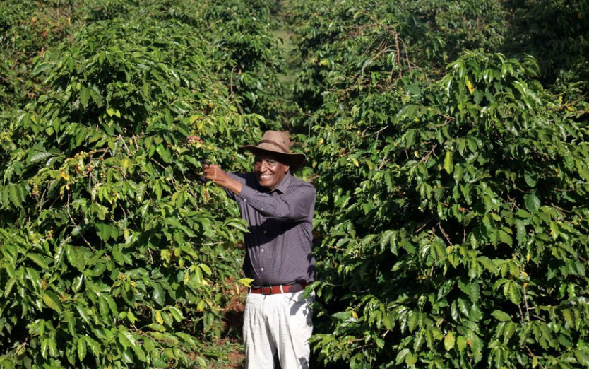 Agroecology Farming in Kenya: Ex-MP Replaces Chemicals with Rabbit Urine and Neem on 60-Acre Farm