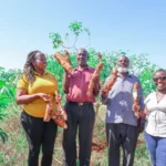 Cassava value chain development in Kenya