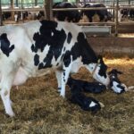 Dairy Cow Health During El Niño in Kenya