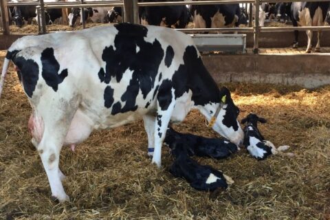 Dairy Cow Health During El Niño in Kenya