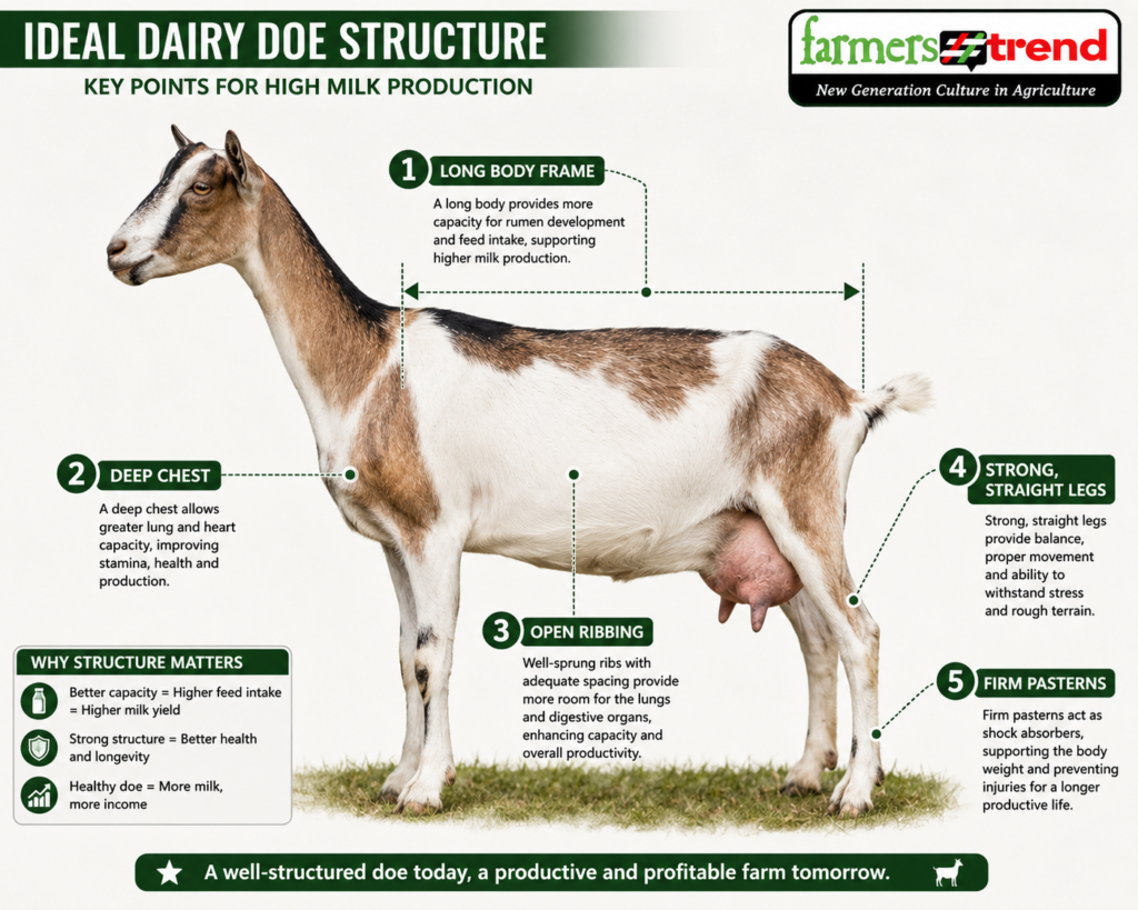 Diagram of a dairy doe highlighting key structural points: long body frame, deep chest, open ribbing, strong straight legs, and firm pasterns.