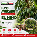 Hass Avocado Management During El Niño: How to Prevent Root Rot, Manage Excess Moisture, and Improve Orchard Drainage