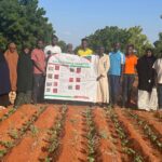 KALRO Expands Improved Cowpea Demonstrations in Wajir to Strengthen Food Security in ASAL Regions