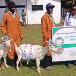 KALRO Shines at Nakuru ASK Show