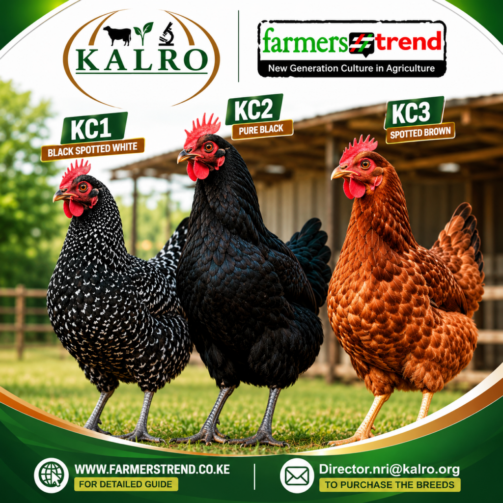 KALRO's Improved Indigenous Chicken Breeds in Kenya. Everything Farmers Need to Know About KC1, KC2 and KC3 1 KALRO's Improved Indigenous Chicken Breeds in Kenya. Everything Farmers Need to Know About KC1, KC2 and KC3