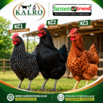 KALRO's Improved Indigenous Chicken Breeds in Kenya. Everything Farmers Need to Know About KC1, KC2 and KC3