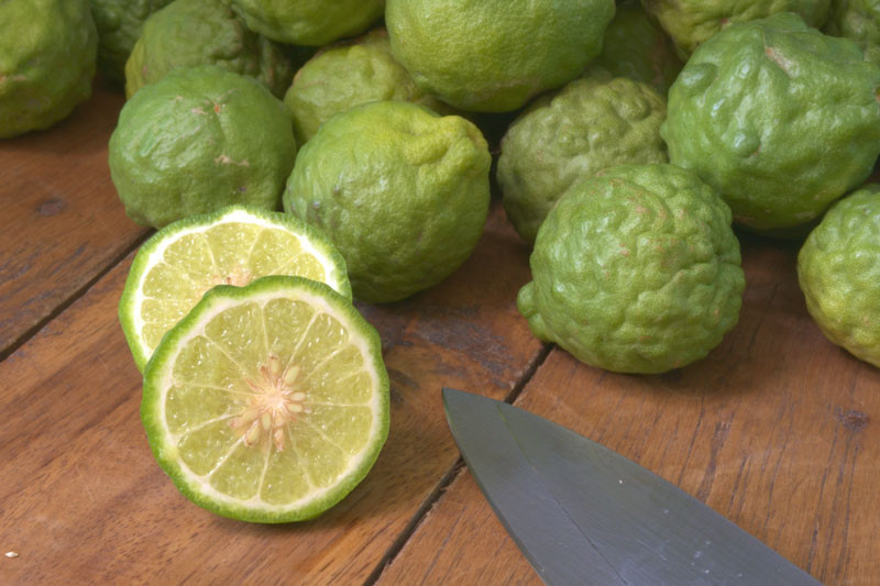 Kaffir Lemon Farming in Kenya