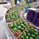 Kenya Avocado Export Requirements: 6 Rules Every Farmer Must Meet Before Exporting