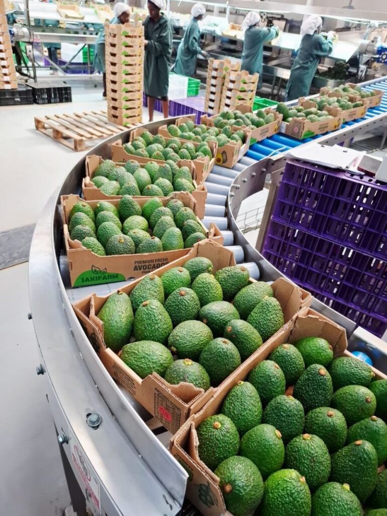 Kenya Avocado Export Requirements: 6 Rules Every Farmer Must Meet Before Exporting