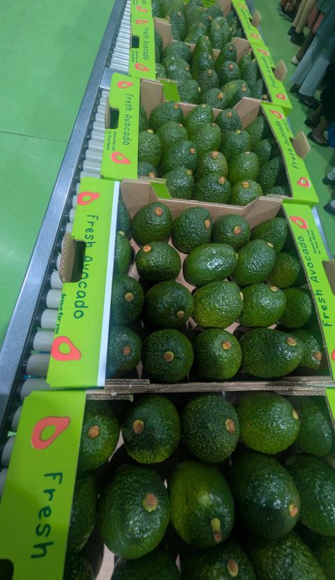 Kenya Avocado Export Requirements: 6 Rules Every Farmer Must Meet Before Exporting