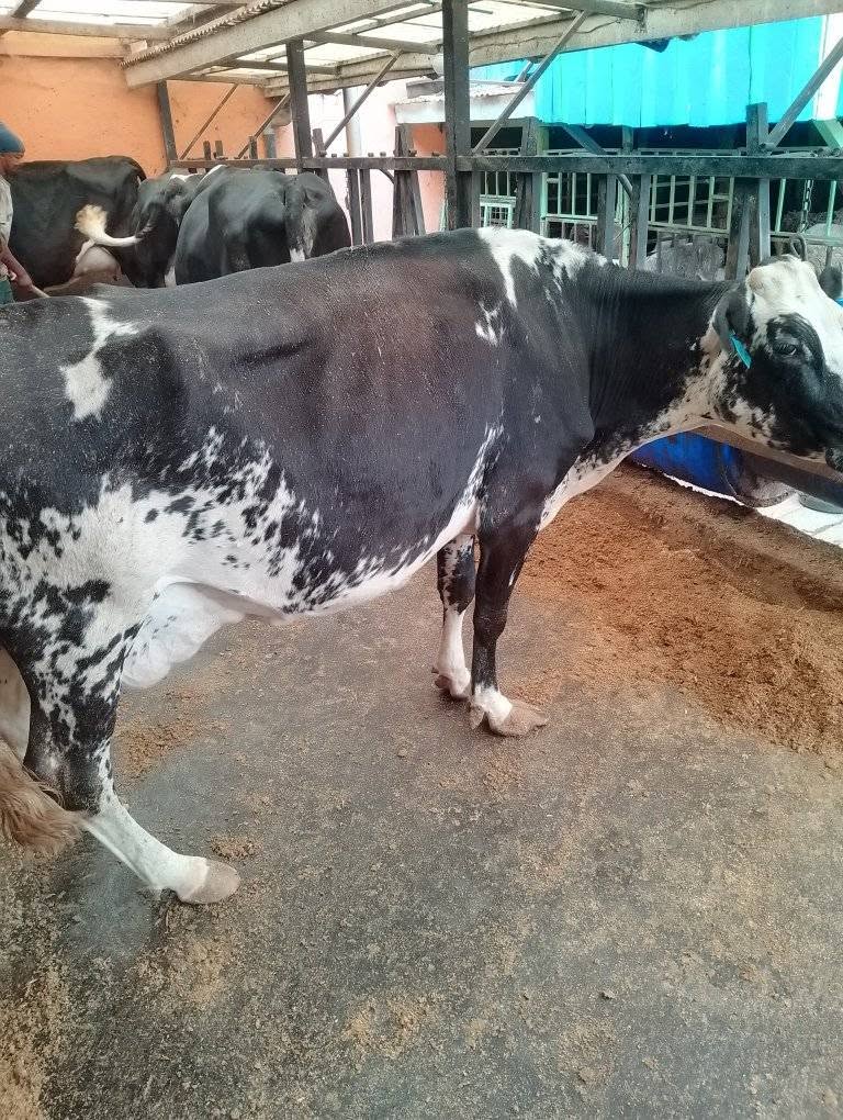 The Girolando Reality: Separating Fact from Fiction in Kenyan Dairy Farming 2026 3 Kenyan smallholder farmer with Girolando cow in zero-grazing unit