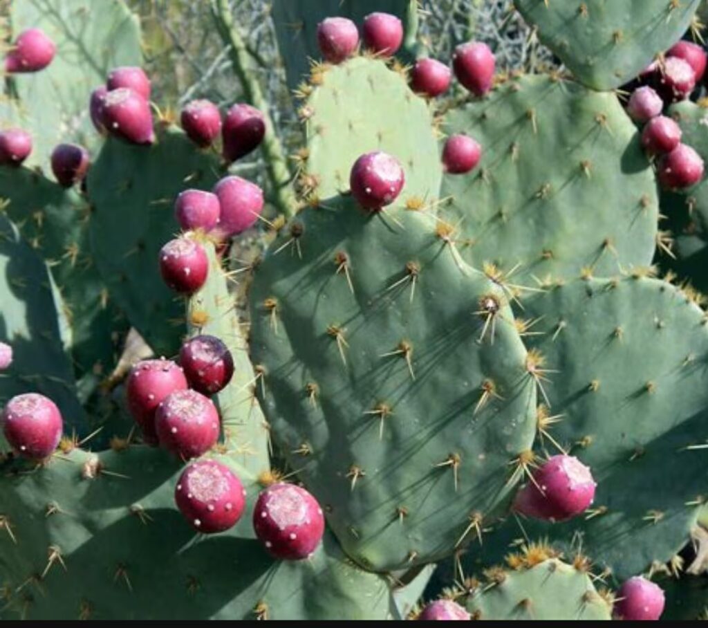 Opuntia Stricta Biocontrol in Kenya Hailed as Success by Local Communities in Laikipia 1 Opuntia stricta biocontrol in Kenya