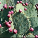 Opuntia stricta biocontrol in Kenya